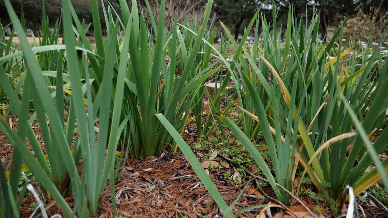Get It Growing: Time to divide irises and daylilies